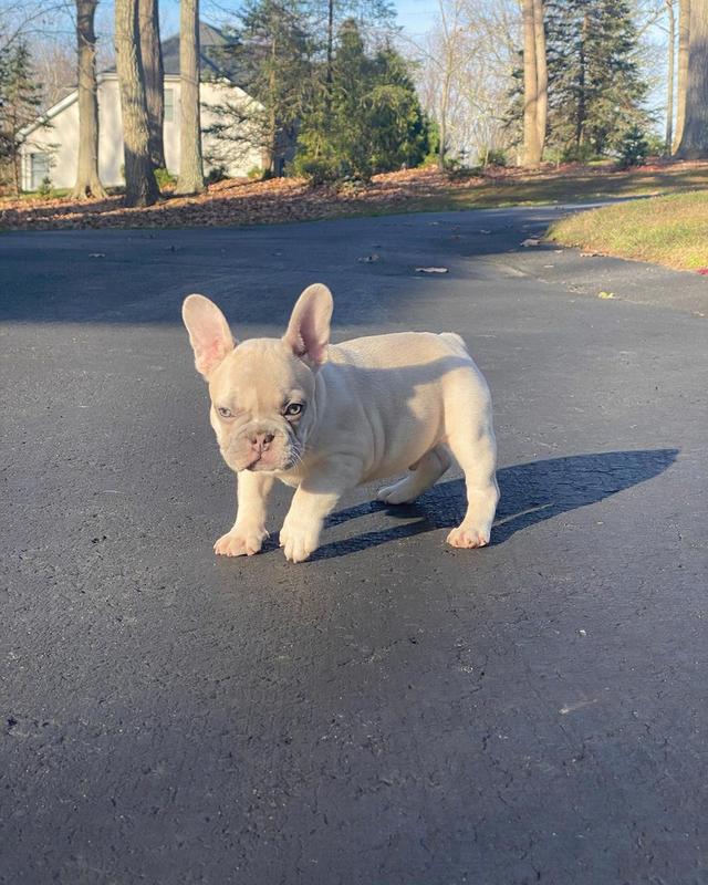 French Bulldog Puppies  WhatsApp me : ( +63 985 762 7466 ) 3