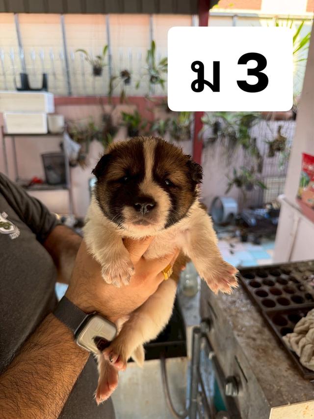 บางแก้วแท้ พ่อแม่สายประกวด เชื้อดี รู้ความสุดๆ #พร้อมใบเพ็ดชมรมบางแก้วประเทศไทย TBC สนใจทักได้ครับ 12