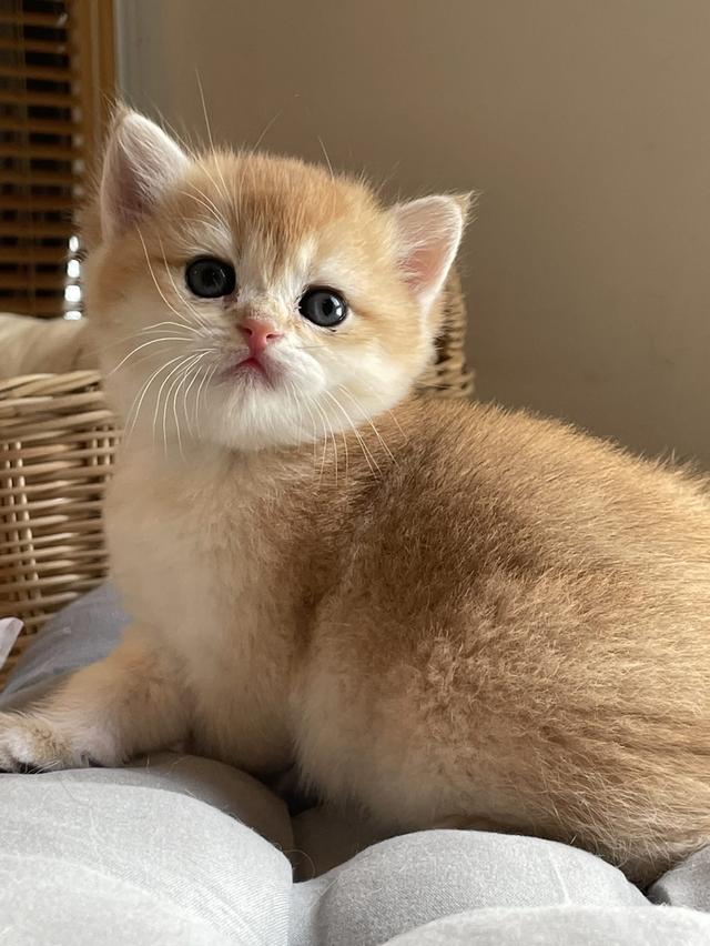 สาวน้อยบริติชแท้ 100%