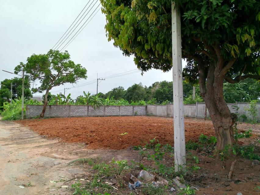 ขายที่ดินทำเลทอง เหมาะทำ Pool Villa - พัทยา ชัยพฤกษ์ 2/7 1