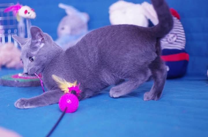 ขาย Russian Blue สวยมาก พร้อมหาบ้านใหม่ 4