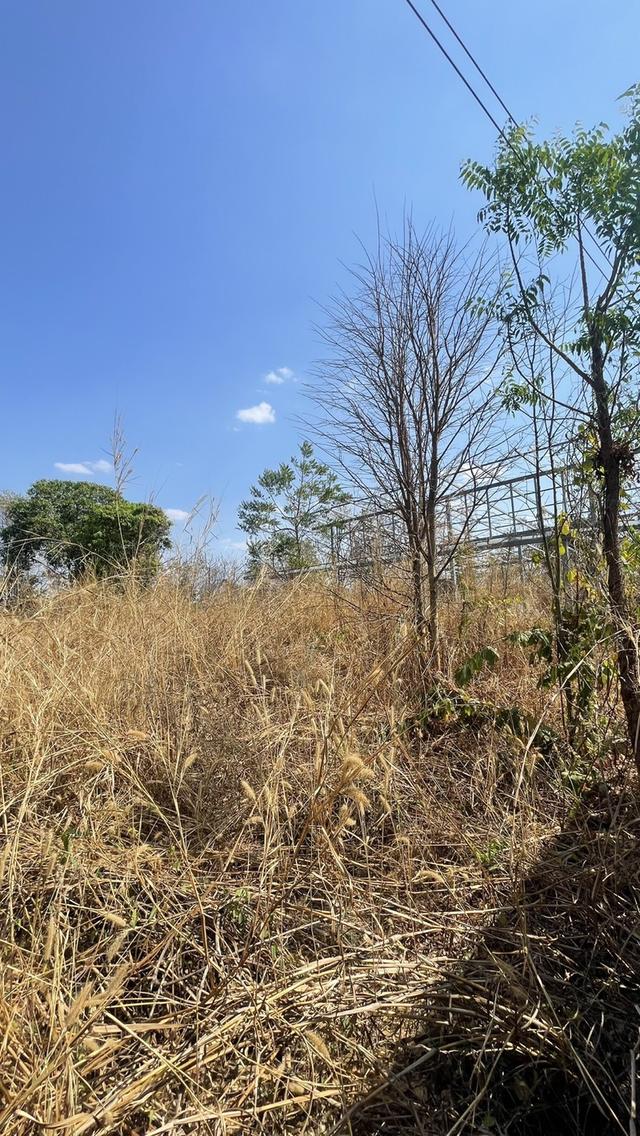 ขายที่ดินพนัสนิคม ชลบุรี พร้อมสิ่งปลูกสร้าง 2-2-20 ไร่ (แปลงมุมติดถนนคอนกรีต 2 ด้าน) 5