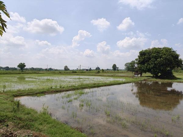 ขายที่ดิน ที่นา พิษณุโลก อำเภอวังทอง 19 ไร่ สวยมาก วิวนาสวย อากาศดี เงียบสงบ โทร 063-2825635 8