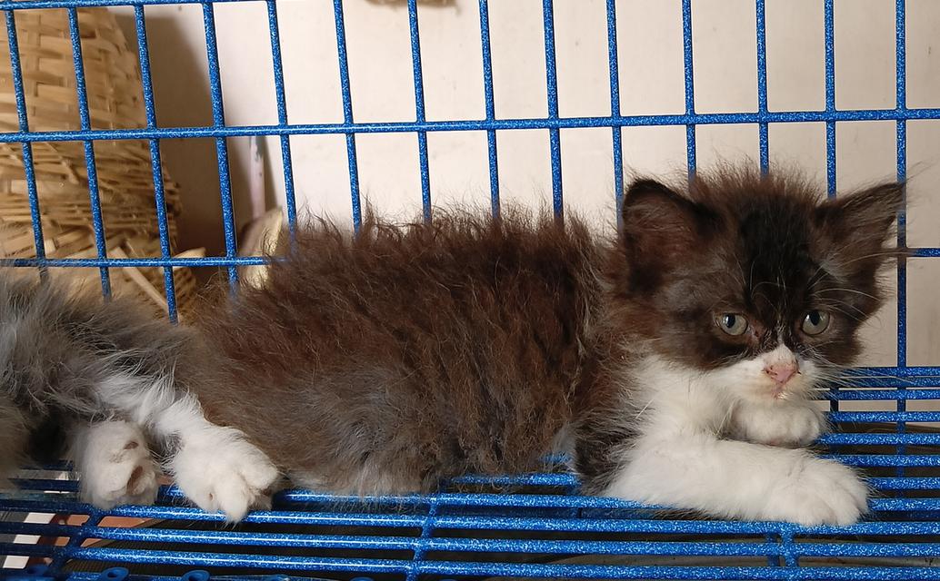 sale ลูกแมวสก็อตติชเปอร์เซีย รูปที่ 4