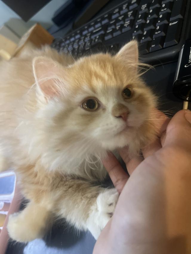 แมวส้มขี้อ้อนนวดเก่ง(เด็กชาย 3 เดือน)นิสัยขี้อ้อนสุดๆ รูปที่ 9