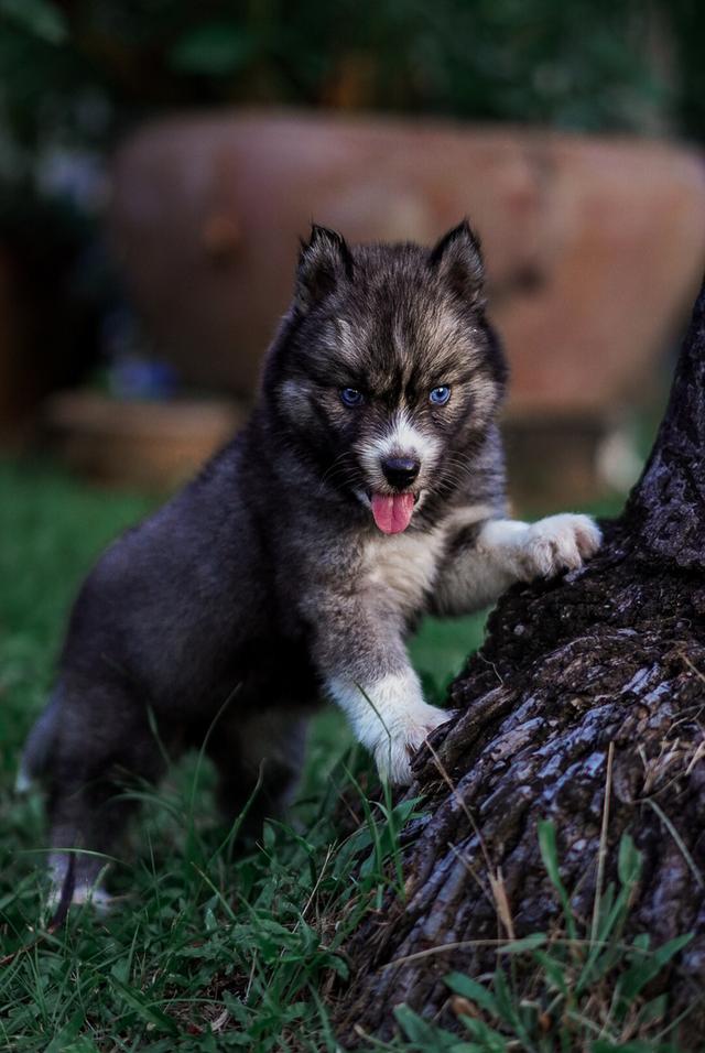 ไซบีเรียนฮัสกี้ Siberian husky ลูกสุนัขไซบีเรียนฮัสกี้ 3