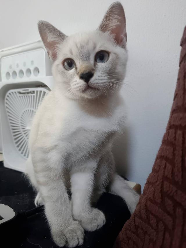 Siamese British Cat "แมววิเชียรมาศบริติชช็อตแฮร์"