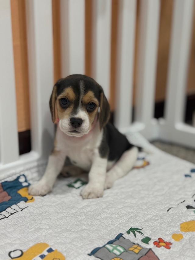บีเกิ้ล (Beagle) Female ด.ญ 💯🏡 12