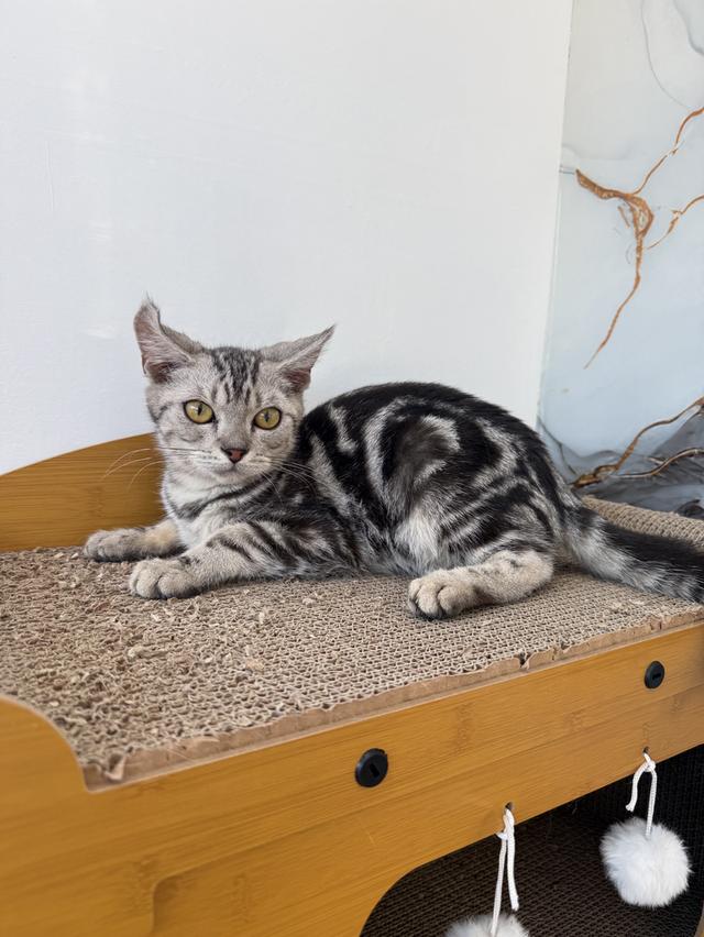 ลูกแมวพันธุ์สก๊อตติชแท้