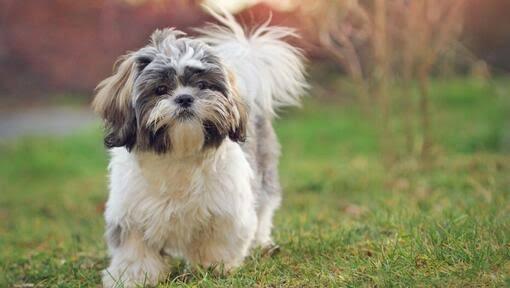 ชิสุ (Shih Tzu) 3