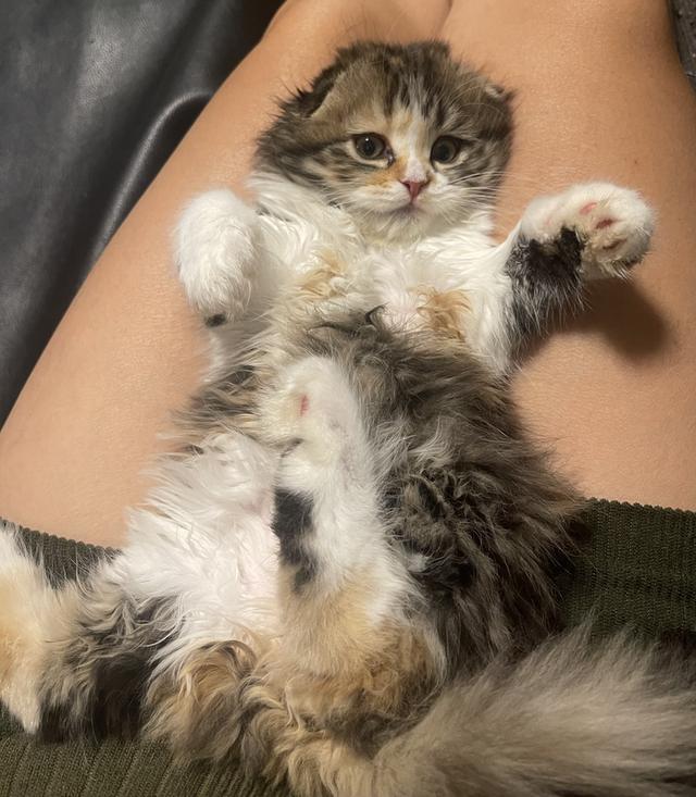 แมวสามสี-ขี้อ้อนขี้เล่นติดคน(หญิง3เดือน)พร้อมย้ายบ้าน