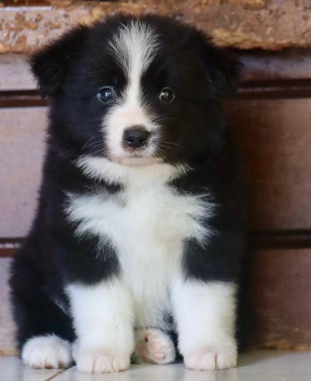 ขายลูกสุนัขพันธุ์ Border Collie อายุ 2 เดือน 3