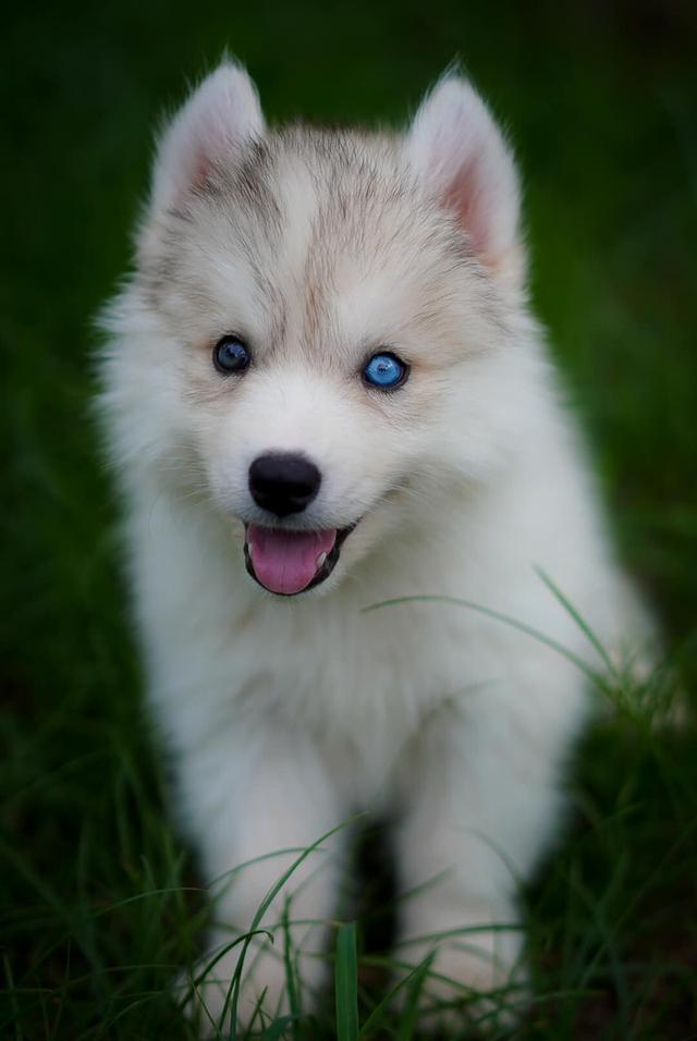 Buy a husky puppy in Thailand รูปที่ 7
