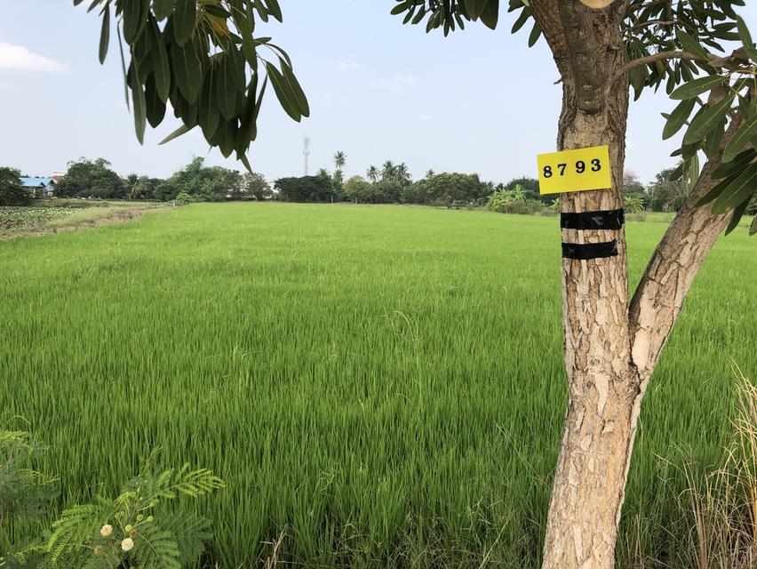 ขายที่ดิน 15-2-37.5 ไร่  หลังเซ็นทรัลศาลายา สามพราน นครปฐม  ที่สวย หน้ากว้าง ติดถนนคอนกรีตกว้าง 6.5 ม.  หลังติดคลอง สะดวก เข้าออกได้หลายทาง ทั้งบรมราช 3