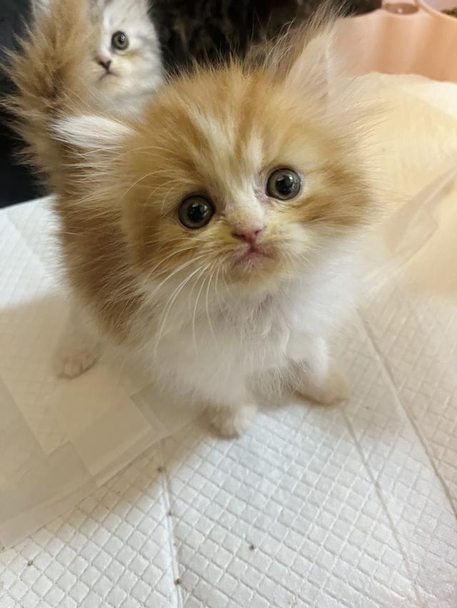 แมว เปอร์เซียแท้ ร้อยเปอร์เซ็นต์ 8