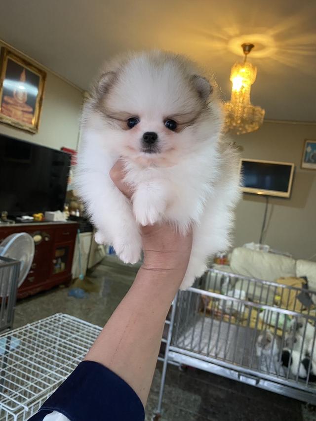 สนใจมาดูตัวจริงได้ ราคาเบาๆ 2