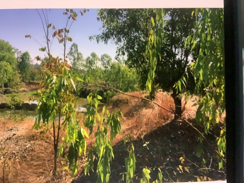 ที่ดิน 82 ไร่ พื้นที่สีเขียว โฉนดครุฑแดง ไฟฟ้า 3 เฟส น้ำประปา 1