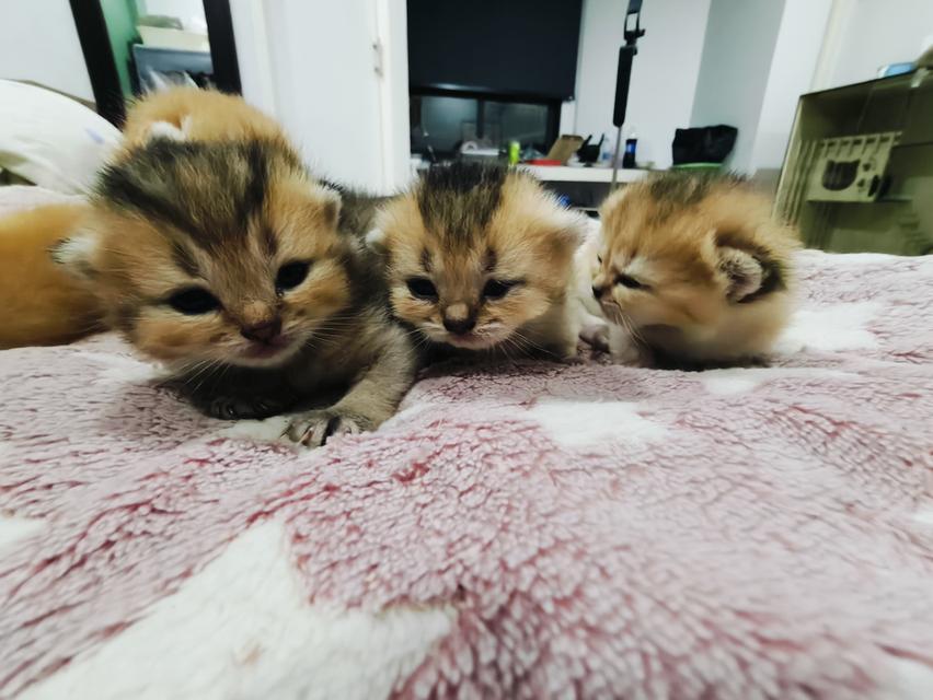 ลูกแมว มันช์กิ้น ขาสั้น หลายตัวหลายสี รูปที่ 5