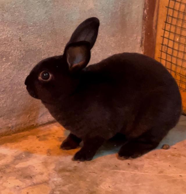 กระต่ายมินิเร็กซ์ สีดำ 1