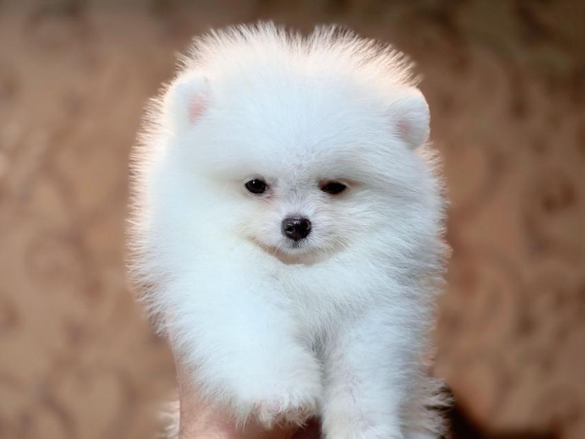 ปอมเมอเรเนียนแท้ เพศเมีย สีขาวล้วน รูปที่ 4