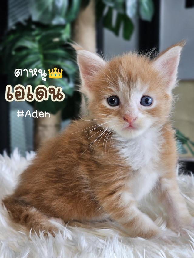 เปิดจอง ลูกแมวเมนคูน