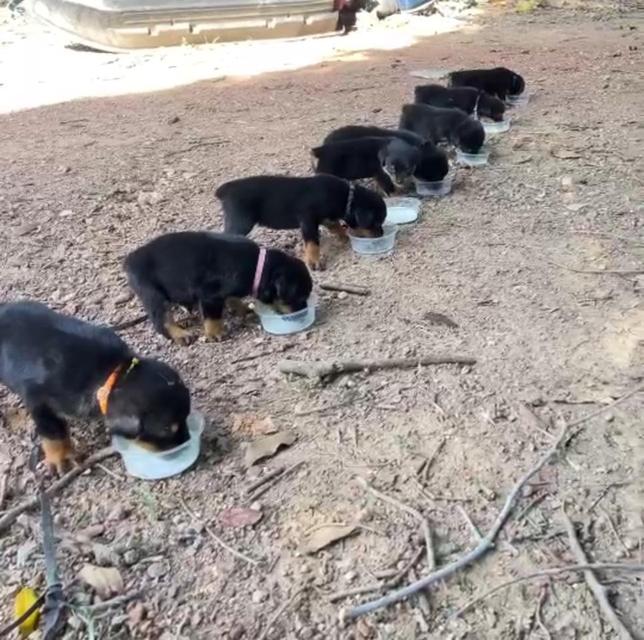 หมาร็อตไวเลอร์สายพันธุ์แท้