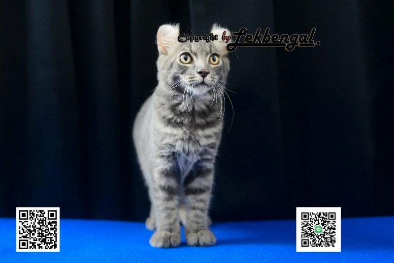 แมวอเมริกันเคิร์ล สีบลู หางบ็อบเทล (bobtail)