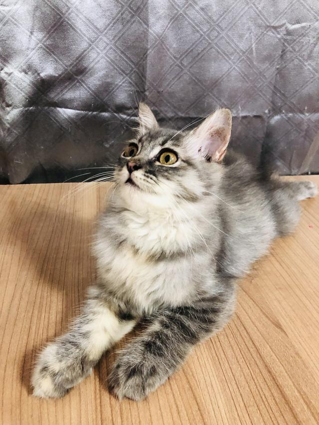 น้องแมวพันธุ์ หิมาลายันผสมชินชิล่า เพศหญิง 4