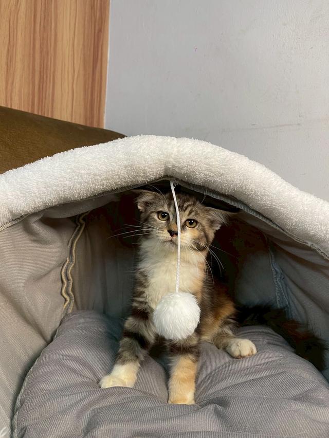 ลูกแมวเมนคูน 4