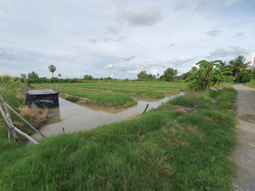 ขายที่ดินใกล้วัดกลางบางพระ นครชัยศรี  มีน้ำทำสวนตลอดทั้งปี ยกร่องไว้แล้ว ไร่สวยมาก ใกล้กรุงเทพฯขึ้น M81 ใกล้ไร่มาก เจ้าของขายเอง 3