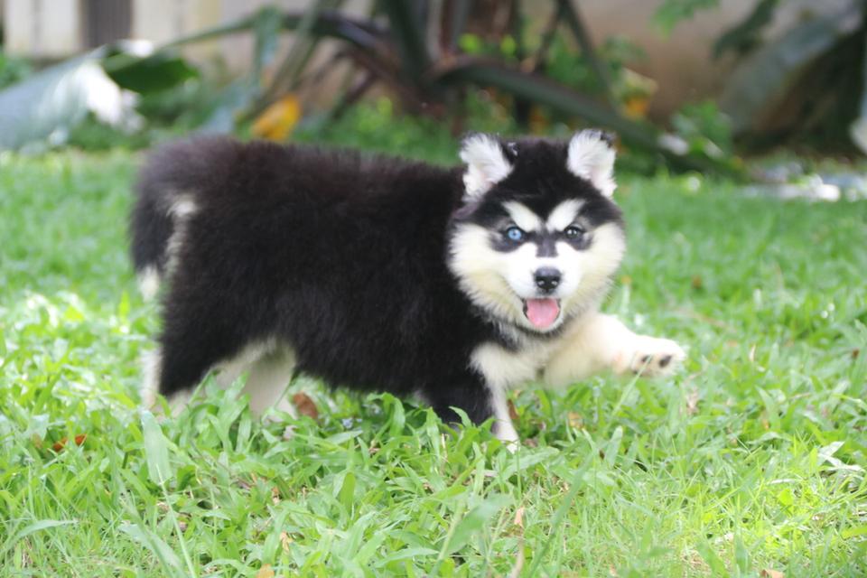ไซบีเรียนฮัสกี้วูลลี่ ตาสองสี เพศเมีย ราคาถูก เชียงใหม่