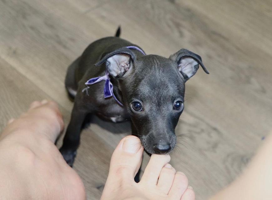 Italian Greyhound puppies  WhatsApp me : +66 63 826 3042 รูปที่ 3
