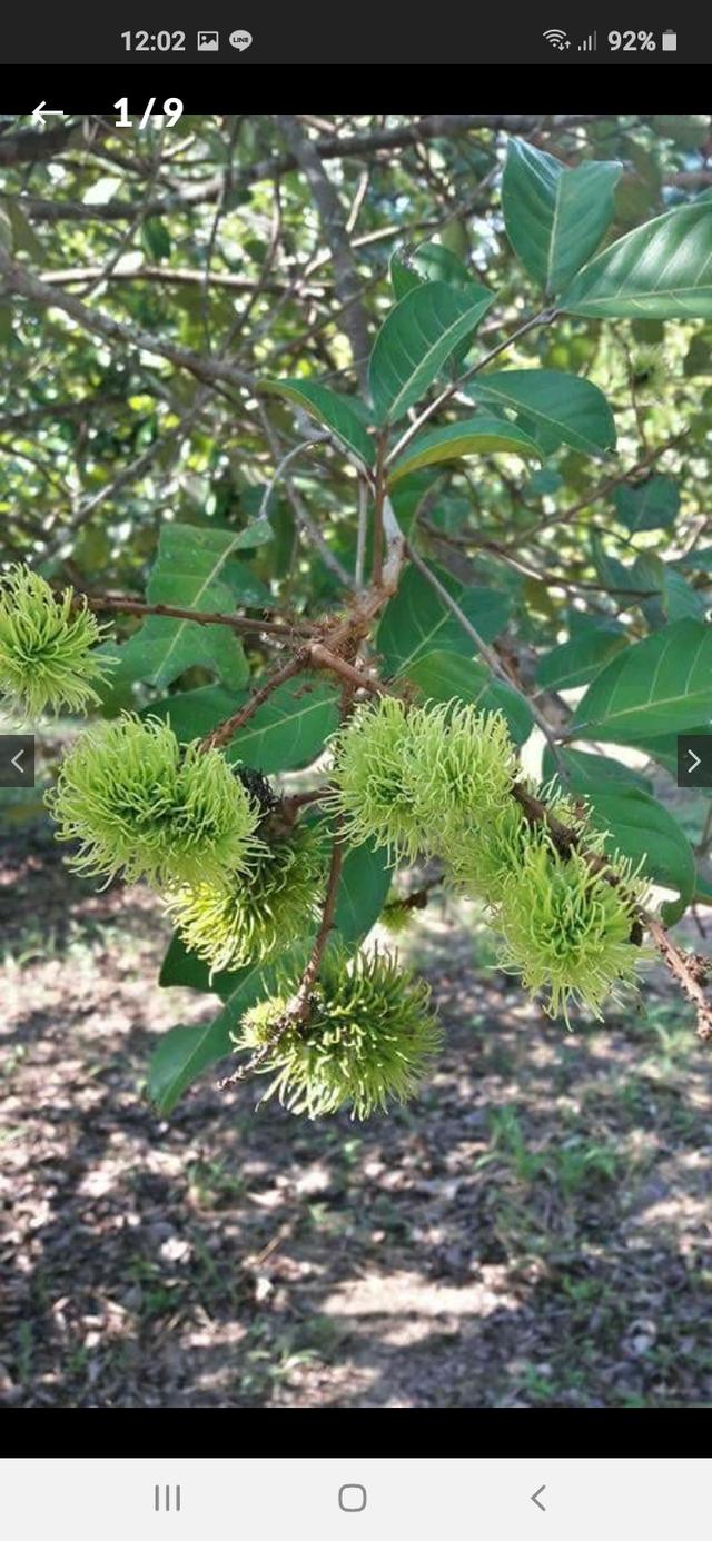 ที่สวนพร้อมอ.เมือง จ.ระยอง 12