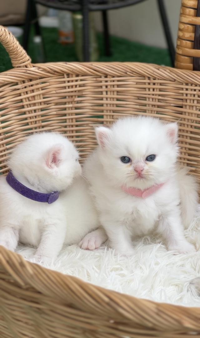 สาวน้อยสก็อตติช ตาฟ้า