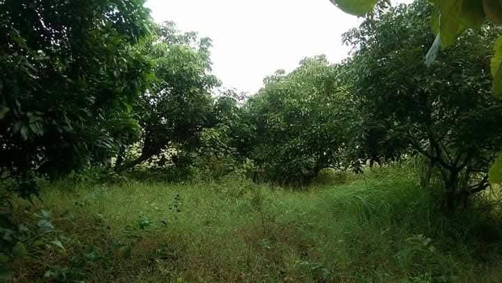 ที่รอออกเอกสารสิทธิ์7ไร่1งาน72ตารางวายกแปลง 220,000บาท​ ล้อมรั้วลวดหนามเรียบร้อย ติดถนนสาธารณะ 2ด้าน  มีต้นลำใยต้นมะม่วง ไผ่ มะพร้าว ต้นสัก ต้นมะขาม 9