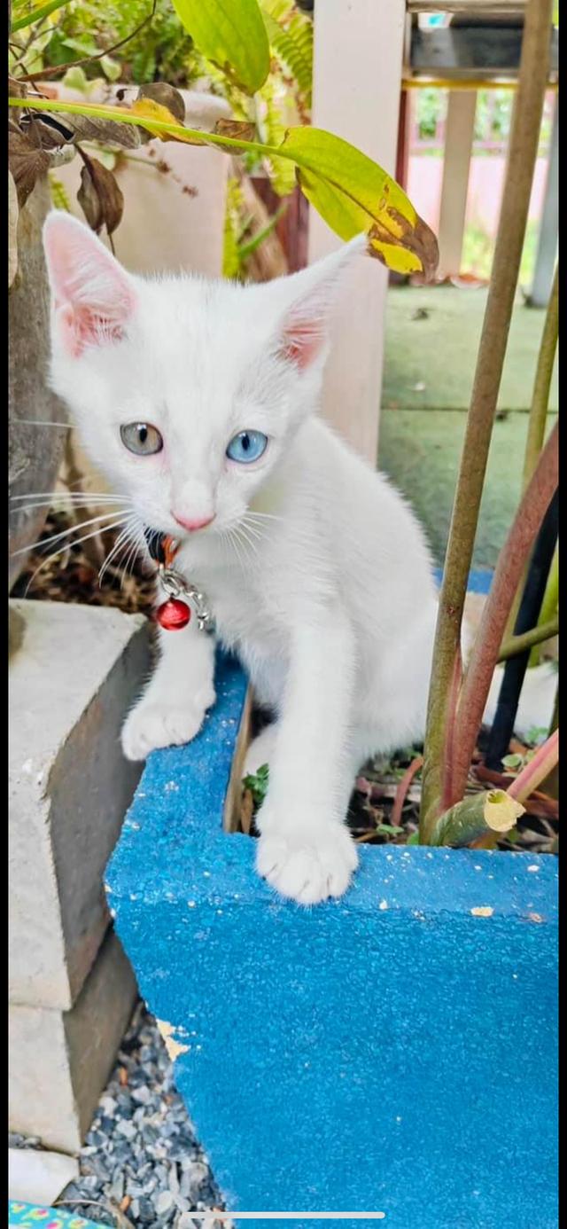 ลูกแมวขาวมณีแท้ ตาสองสี สวยมาก 1