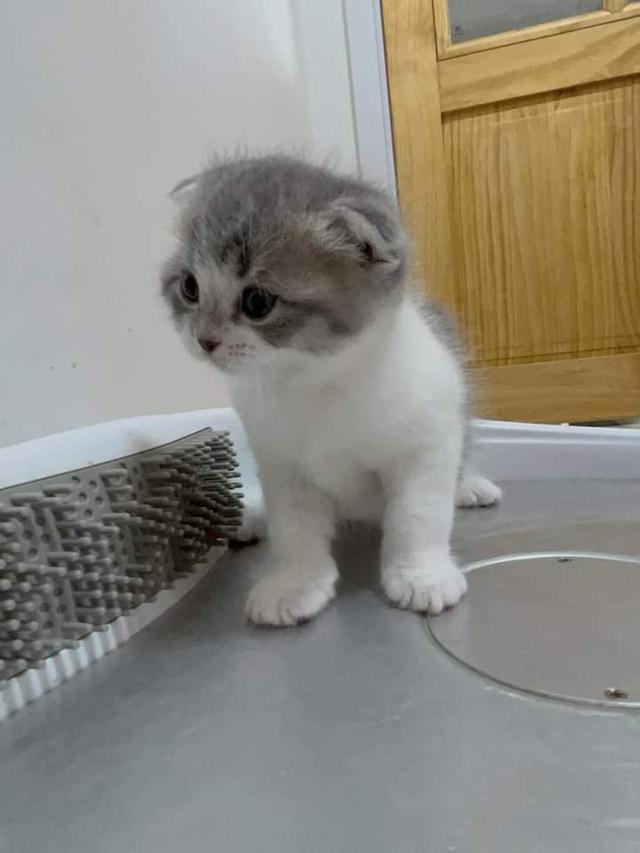 ขาย Scottish Fold 