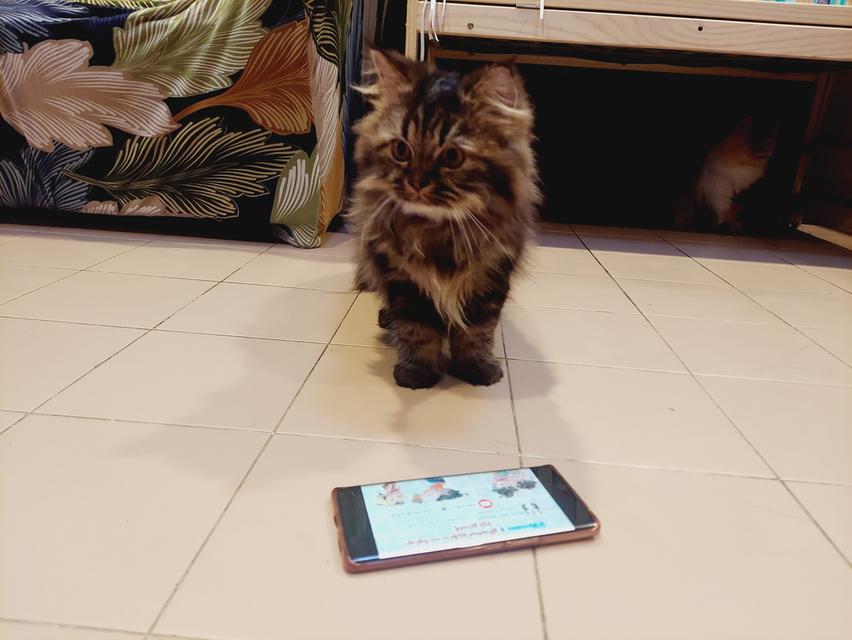 Cat for sell 5