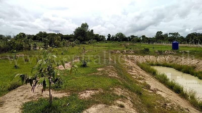 ที่ดินเปล่า 10-3-36 ไร่ ท่าม่วง กาญจนบุรี ปลูกต้นสักทองกว่า 500 ต้น 7