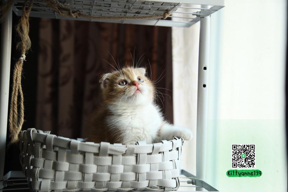 แมวสก็อตติชโฟลด์แท้แบ่งเลี้ยง รูปที่ 10