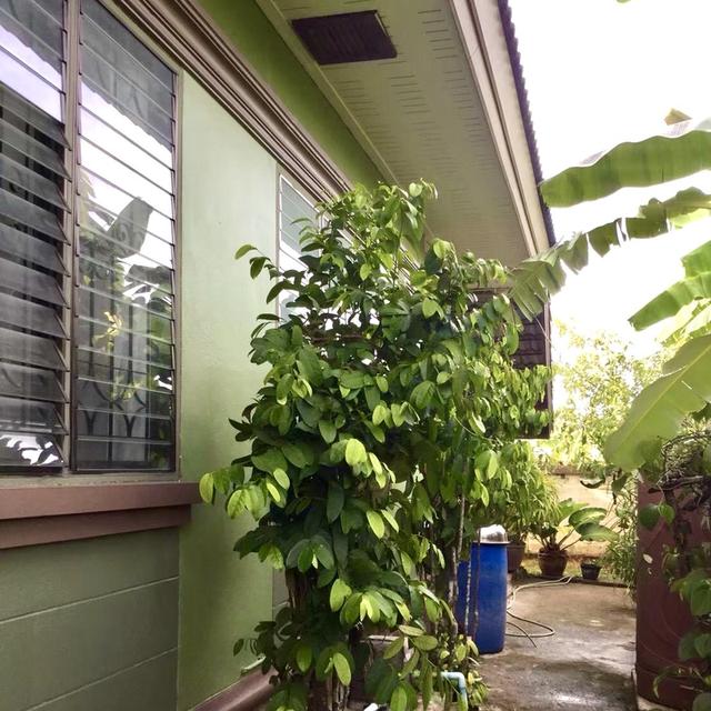 บ้านเดี่ยวสไตล์รีสอร์ท 6