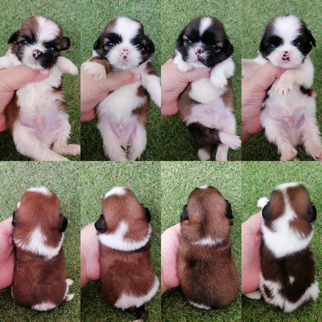 เปิดจอง ชิสุห์ทอยเเท้ เกรดสวย ชายล้วน