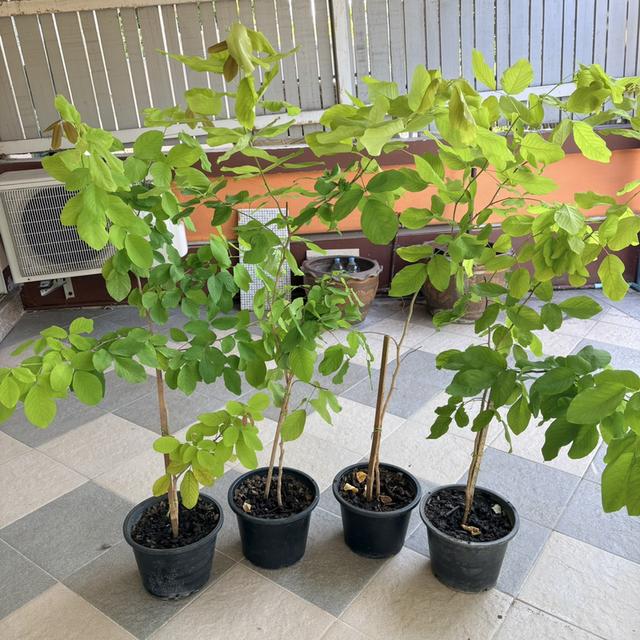 ต้นชะแมบทอง (ทองนพเก้า) 10 ต้น 900 บาท กทม ส่งฟรีถึงบ้าน
