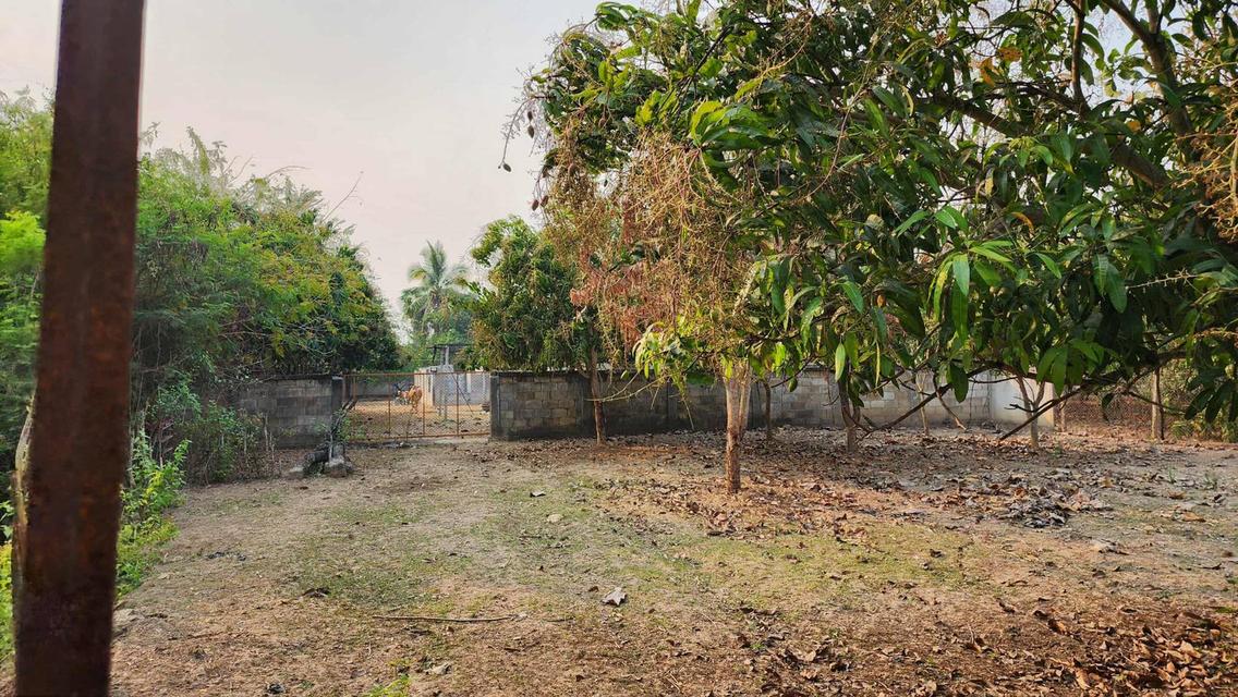 ขายที่ดินถมแล้ว 4-0-40 ไร่ น้ำไม่ท่วม เหมาะแก่การทำสวนและปลูกบ้าน ต.หนองปลาสะวาย อ.บ้านโฮ่ง จ.ลำพูน 2