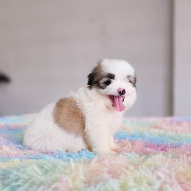 ชิสุผสมปอม เพศผู้ พิกัดรามอินทรา 3