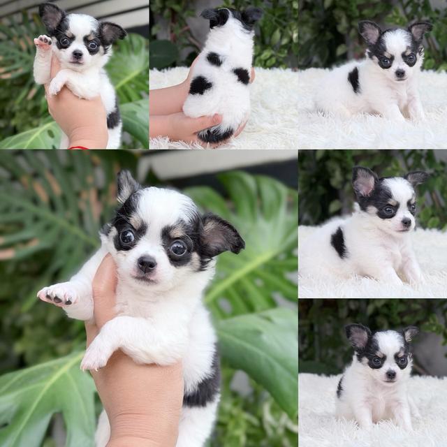 ชิวาวาแท้ ขนยาว เพศเมีย พร้อมย้ายบ้าน รูปที่ 2