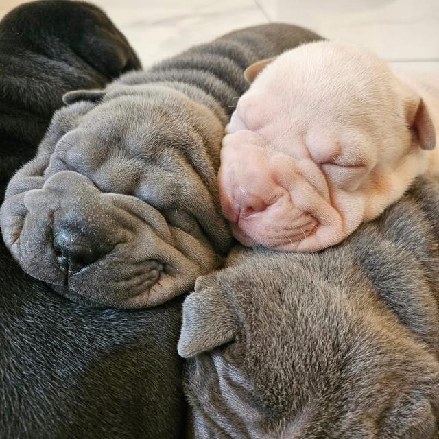 ลูกสุนัข Shar Pei หาบ้าน