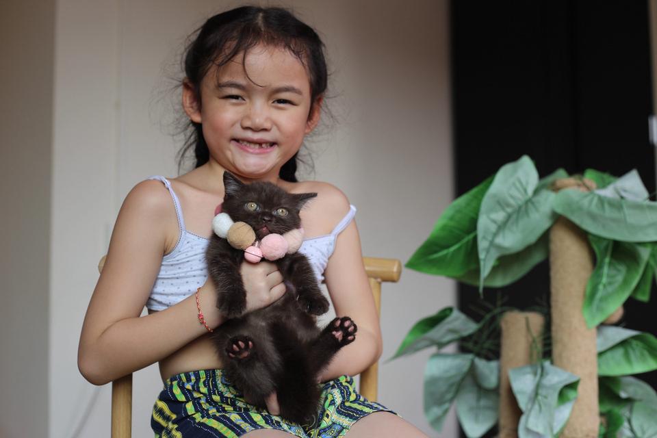 ลูกแมวบริติชช็อตแฮร์ผสมสก็อตติชช็อตแฮร์ 12