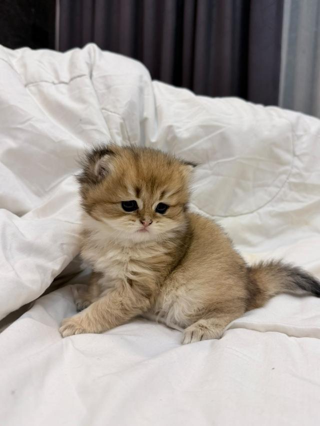 British Longhair Kitten