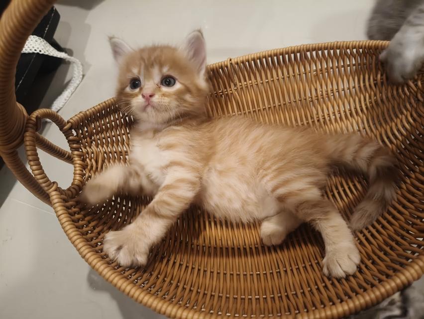 เด็กชายสก๊อตติช  ว่างหาบ้าน ราคาเบาๆๆๆ🏡💚🏠 5